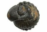 Wide Enrolled Morocops Trilobite - Morocco #296627-1